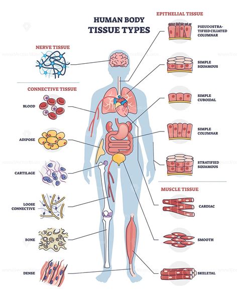 Human body tissue types with nerve, connective, muscle and epithelial ...