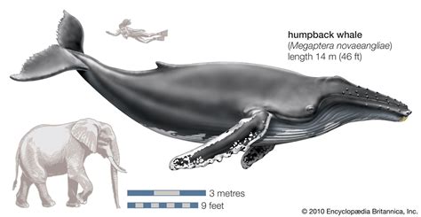 Blue Whale Size Comparison To Elephants