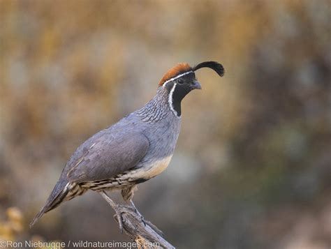 Gambel's Quail | Marana, near Tucson, Arizona. | Photos by Ron Niebrugge