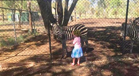 Darling Downs Zoo – a Wild Day Out for SE QLD Families! | Families Magazine