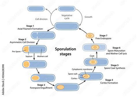 Stages of endospore formation with description steps: cell division ...