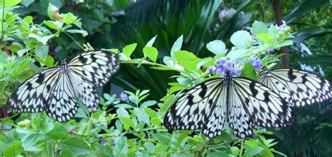 Butterfly Conservatory | Key West Visitor Guide