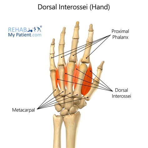 Dorsal Hand Ligaments