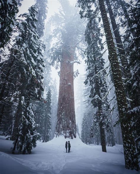 Sequoia National Park in the winter : r/MostBeautiful