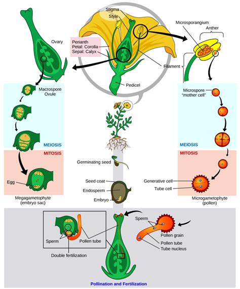 Seed Plants: Angiosperms · Concepts of Biology