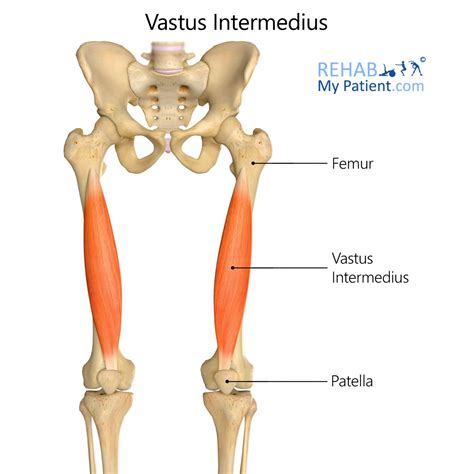 Vastus Intermedius | Rehab My Patient