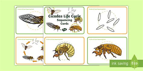 Life Cycle of the Cicada Sequencing Cards (teacher made)