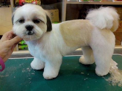 Top 10 Popular Shih Tzu Haircuts (30+ Pictures) - The Paws | Shih tzu ...