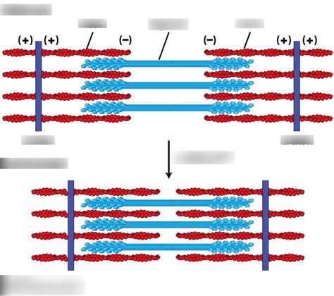 Ch. 7.2 muscle contraction- sarcomeres Diagram | Quizlet