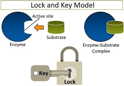 Enzyme Substrate Lock And Key Model