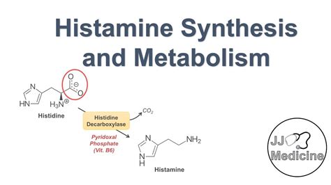 Histamine Synthesis and Metabolism Pathway - YouTube