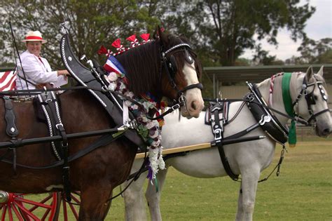 Gallery - Carriage Driving NSW