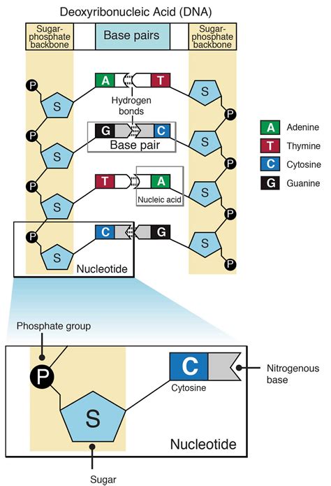 Nucleic acid definition, nucleic acid structure, function & types