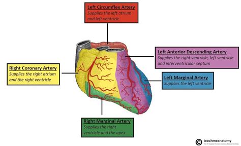 Vasculature of the Heart - TeachMeAnatomy