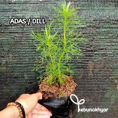 Daun Dill Tanaman Adas Tanaman Herbal Daun Adas | Lazada Indonesia