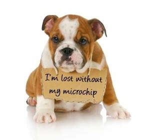 Does a Microchip Allow Me to Track My Pet Like a GPS? - Friendship ...