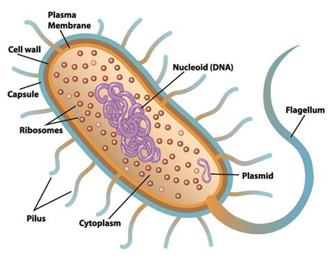 Restriction Enzymes - The Definitive Guide | Biology Dictionary