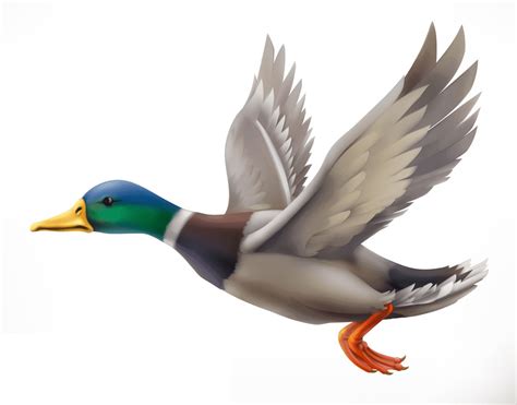 Duck Clipart - Clipart.World