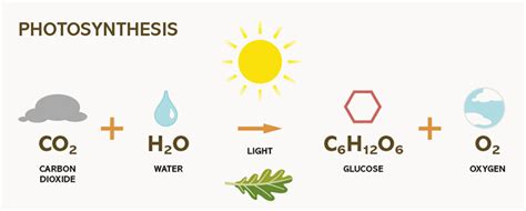 What Is Photosynthesis And Its Chemical Equation - Tessshebaylo