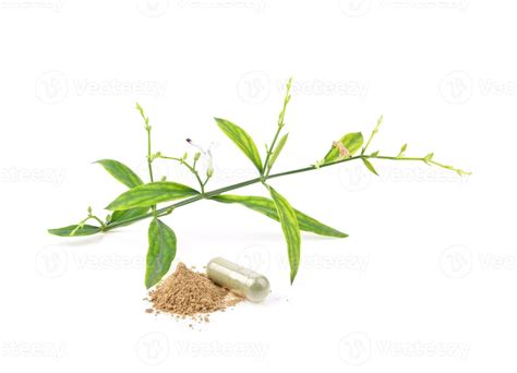 Fresh of Andrographis paniculata plant, Paniculata powder and capsule ...