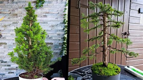 How to Bonsai a White Spruce Tree🌲(Picea Glauca) - YouTube