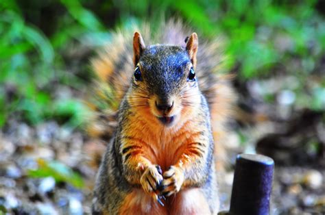 5 Types of Squirrels and How to Tell Them Apart - Birds and Blooms