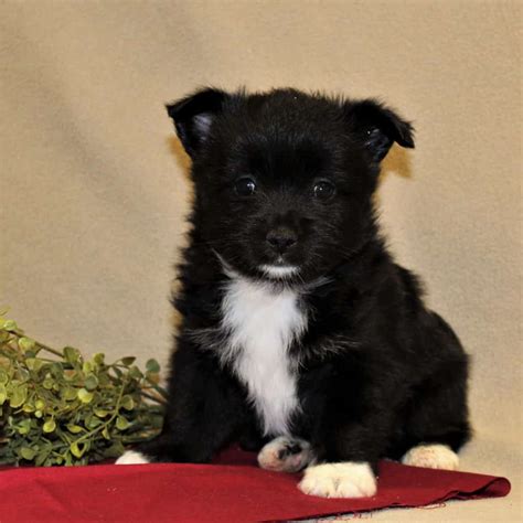 Schipperke Puppies For Sale • Adopt Your Puppy Today • Infinity Pups