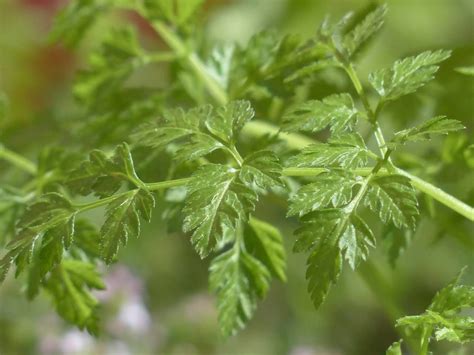 All About Chervil and Substitute - What Is Chervil?