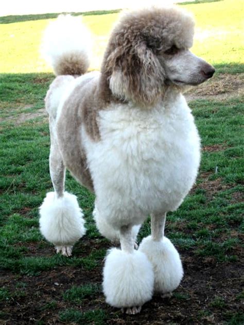 Huxtable The Poodle | Toy Poodle Blog | Parti Poodle: Parti Poodle ...