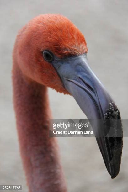 352 Flamingo Land Zoo Stock Photos, High-Res Pictures, and Images ...