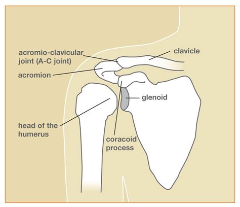 Types of Shoulder Fractures & Shoulder Fracture Recovery Process