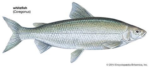 Whitefish | Freshwater, Species, Diet | Britannica