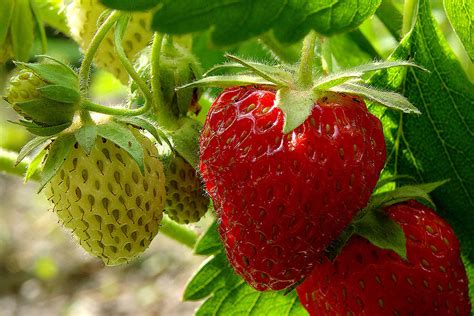 Here are 4 ‘berry’ good choices for Northwest gardeners | HeraldNet.com