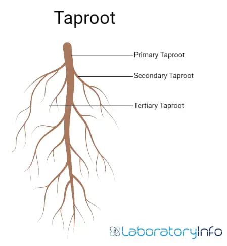 Taproot and Fibrous Root - Diagram, Definition, Differences and Facts ...