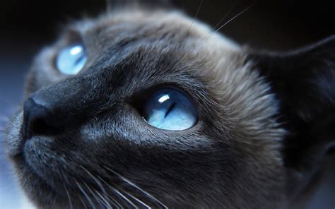 Cat Eyes Closeup, HD Animals, 4k Wallpapers, Images, Backgrounds ...