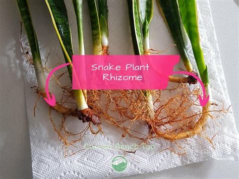 Snake Plant Rhizomes (Beginners Guide With Pictures)