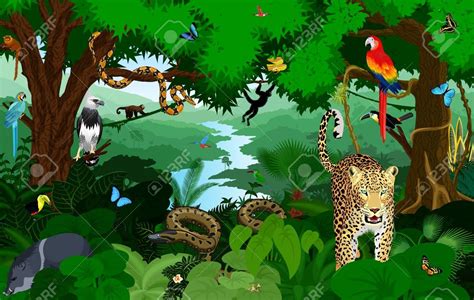 Amazon Rainforest Animals Video