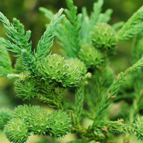 50+ Cryptomeria Japonica ( Japanese Cedar ) seeds