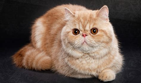 Exotic Shorthair Cat Breed Information - Vetstreet | Vetstreet