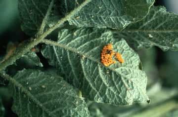 Colorado potato beetles in home gardens | UMN Extension