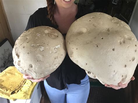 160 best Giant Puffball images on Pholder | Mycology, Foraging and ...