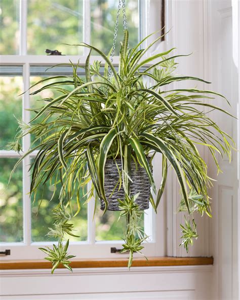 15 Best Low Light Indoor Plants