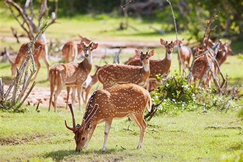 Wildlife Sri Lanka - Sri Lanka Wildlife | Rent a Tour Guide in Sri Lanka