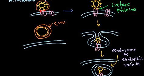 6 Viral pathogenesis step by step process - YouTube