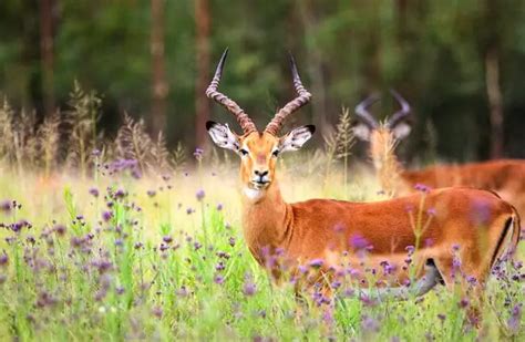 Impala - Description, Habitat, Image, Diet, and Interesting Facts