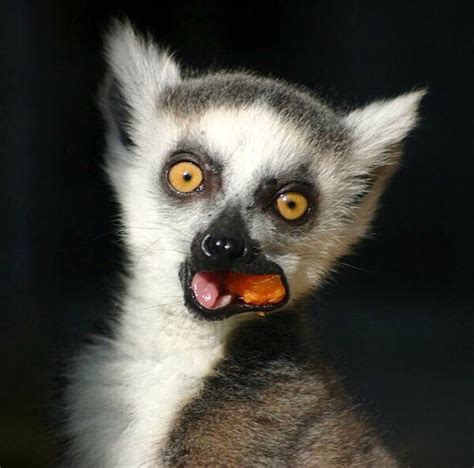 Pin by V Cein on Lemurs are the Best | Rainforest animals, Endangered ...