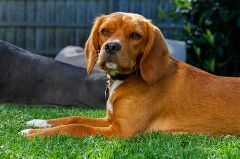 Beaglier Dog Breed: Profile, Personality, Facts