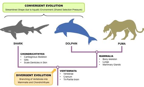 How does divergent evolution differ from convergent evolution? | Socratic