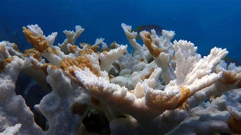 Heat leads to mass coral bleaching in Florida | Popular Science