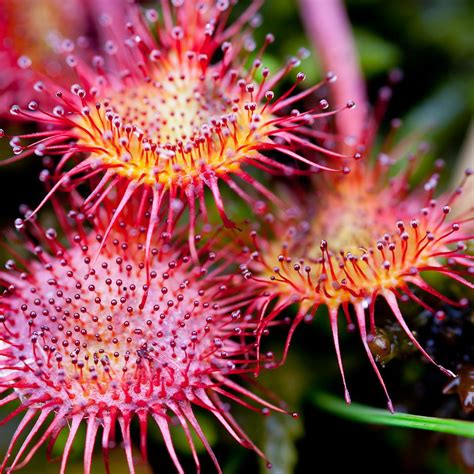 Sundew - Australian Bush | addictive carnivores! | Pinterest ...